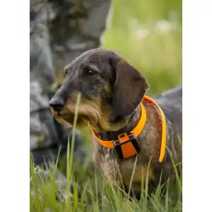 Tracker Bark 4G IoT